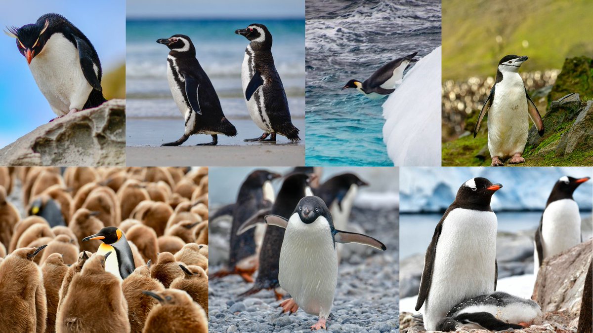 Polar Latitudes Expeditions tweet media
