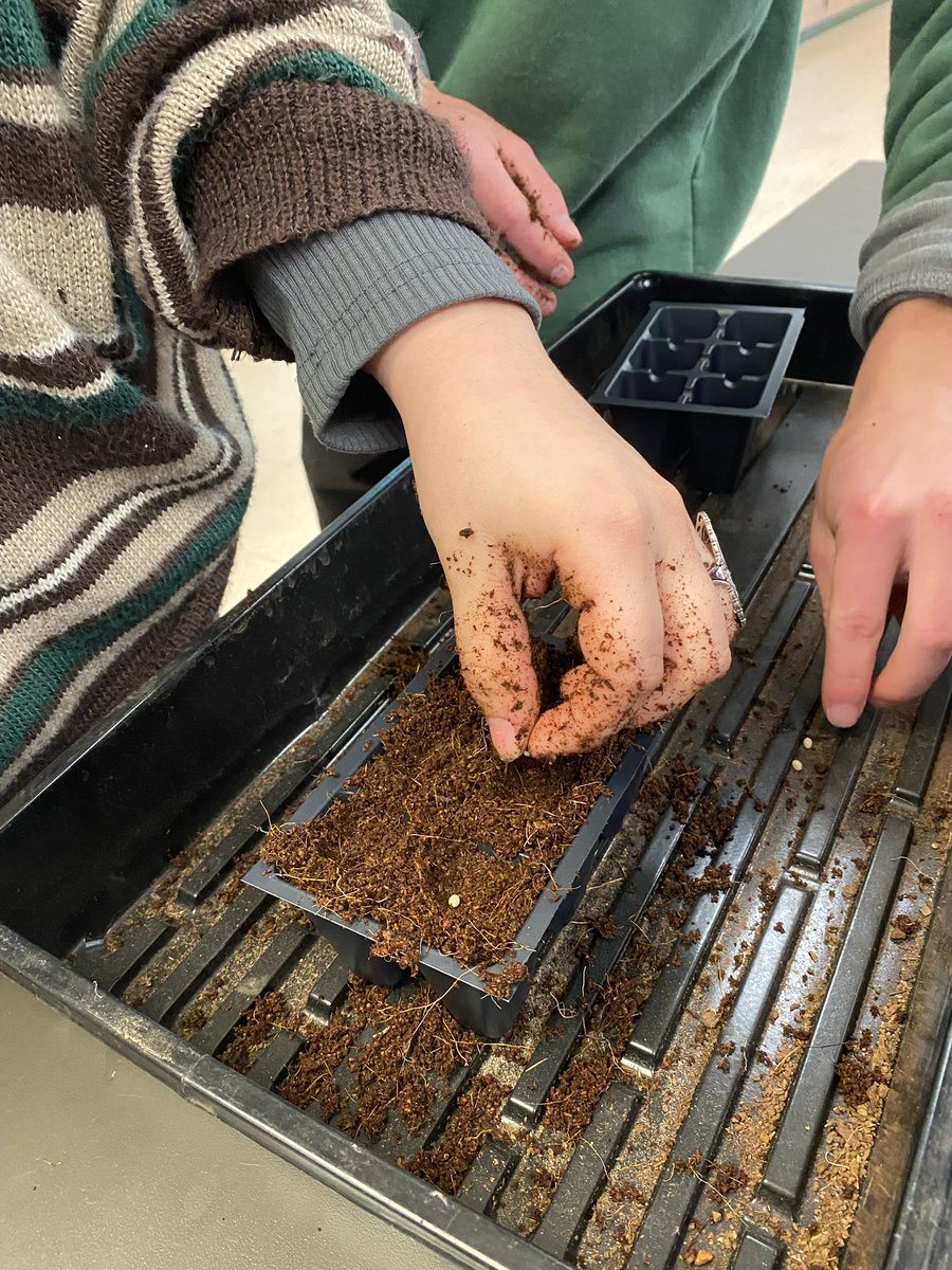 Tvhsbiosustain's tweet photo. Tvhs Biosustainability Students Germinating! We hope to see Lots of lettuce soon! 🥬
@CTAIFT @WeAreCTA #Germination #Biosustain #CTA #CTAIFT #WeAreCTA https://t.co/NGRooLaFw0