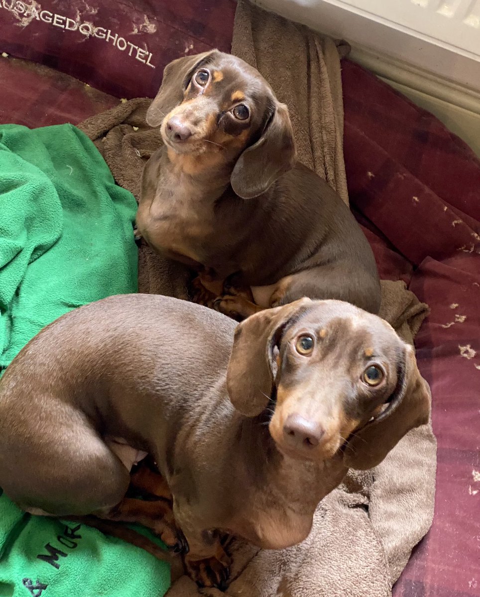 Do Dachshunds Have An Underbite