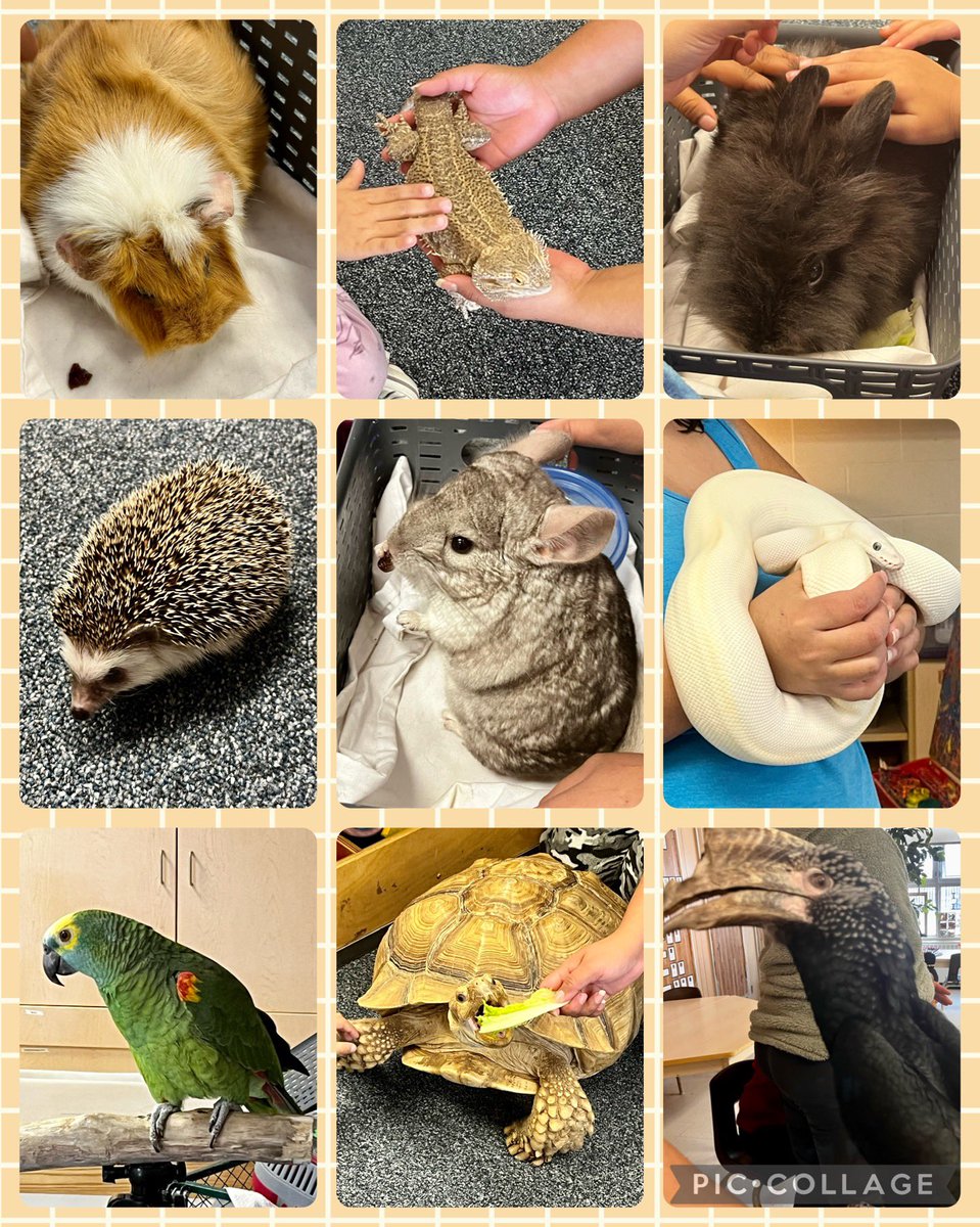 mbumbaco's tweet photo. Another great visit from @HandsOnExotics! @SouthFieldsV @PeelSchools https://t.co/Lgcgw3CnTd