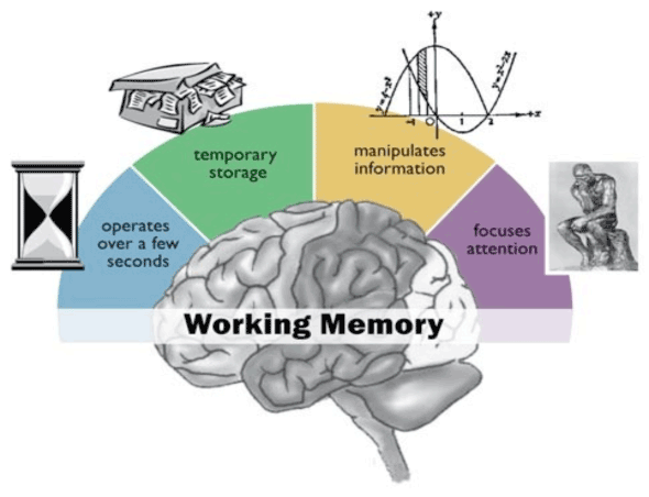 IntraMedNet's tweet photo. MEMORIA de trabajo (corto plazo) dura 1 minuto y retiene promedio 4 items. Usamos trucos: unir los items en oraciones con sentido para mejorarla. No tiene un lugar físico es un patrón de actividad sináptica. Es como escribir la lista del supermercado en la espuma del capuchino. https://t.co/IHOF2gcuAQ