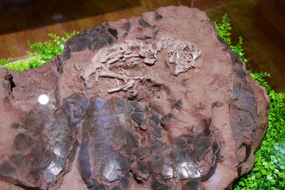 Willie Freimuth (@freewillie643) on Twitter photo On this #FossilFriday, <a href="/palaeontolojosh/">Dr. Josh Hedge (He/Him)</a> seems pretty excited (deleteriously so?) about the cast of “Baby Louie,” a perinatal caenagnathid #dinosaur that just arrived on loan to <a href="/ExpeditionLive/">Lindsay Zanno</a> lab @naturalsciences from <a href="/TCMIndy/">The Children's Museum</a>. Original 📸: Qinglongshan National Geopark, 2019 On this #FossilFriday, <a href="/palaeontolojosh/">Dr. Josh Hedge (He/Him)</a> seems pretty excited (deleteriously so?) about the cast of “Baby Louie,” a perinatal caenagnathid #dinosaur that just arrived on loan to <a href="/ExpeditionLive/">Lindsay Zanno</a> lab @naturalsciences from <a href="/TCMIndy/">The Children's Museum</a>. Original 📸: Qinglongshan National Geopark, 2019