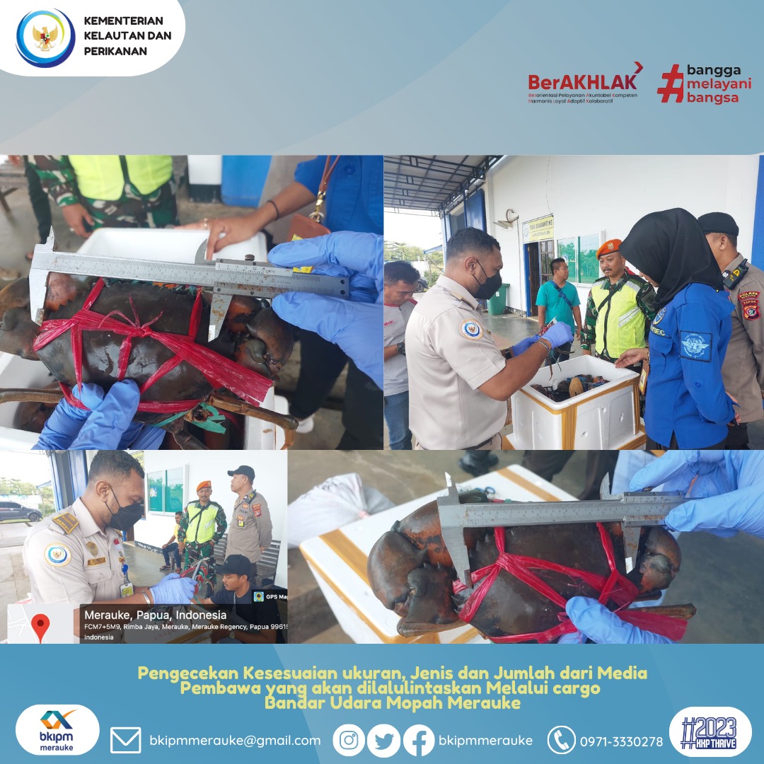 BP2MHKPMerauke's tweet photo. 20/1/2023 Pejabat Karantina Ikan Stasiun KIPM Merauke melakukan pemeriksaan kesesuaian ukuran,jenis dan jumlah pada komoditi perikanan sebelum dilalulintaskan keluar melalui cargo Bandar Udara Mopah Merauke.
#KKPThrive
#KKPGOID 
#SaktiWahyuTrenggono 
@bkipm_kkp
@SlametMirza https://t.co/PdNghf62Qm