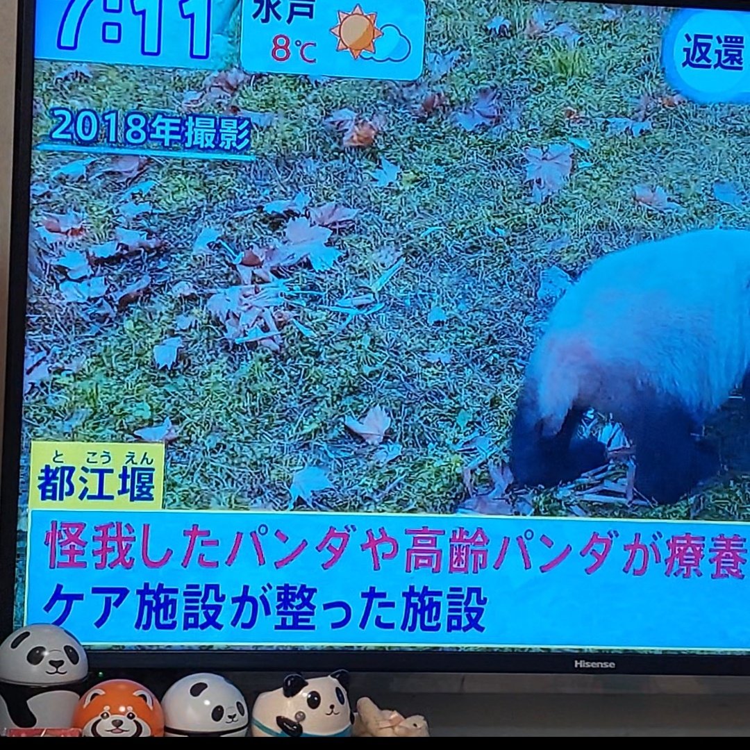 1/21 📺️TBSまるっとサタデーより

しゃんのいく予定の3箇所が紹介されてました
数年前
安倍首相時代に
タンタンと
シャンシャンがいく予定と紹介されていたのは都江堰でしたが、、、
いまだ正式発表なしですが💦