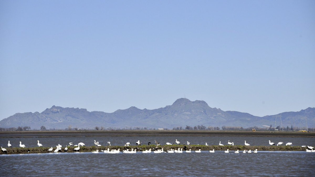 RD108Irrigation's tweet photo. 108 Views of the Sutter Buttes today. #sutterbuttes #waterfowl #sandhillcranes https://t.co/i2razulzw5