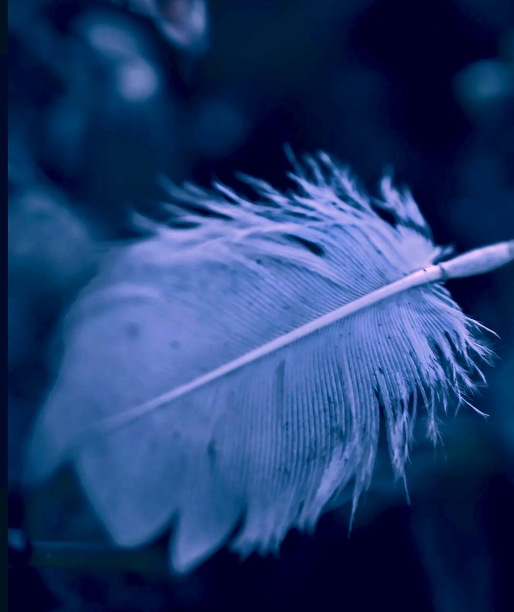 mostra4u's tweet image. ¢σιи¢ι∂єи¢єѕ ∂σ иσт єχιѕт.
ωнαт нαρρєиє∂ тσ уσυ нαѕ мєαиιиg.
#path #moodmagic #mood 
#_fairies_in_the_dark #macro #moodymacro 
#Fairies 🧚🏼‍♂️ #feather 
#the_mirror_in_our_souls