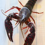 アメリカザリガニとミドリガメの野外放出禁止に。違反者には懲役か罰金!