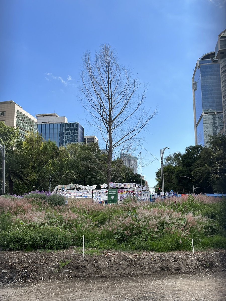 Se pasan de verga, dejaron abandonado un árbol de navidad en paseo de la reforma, pinche gente inconsciente.