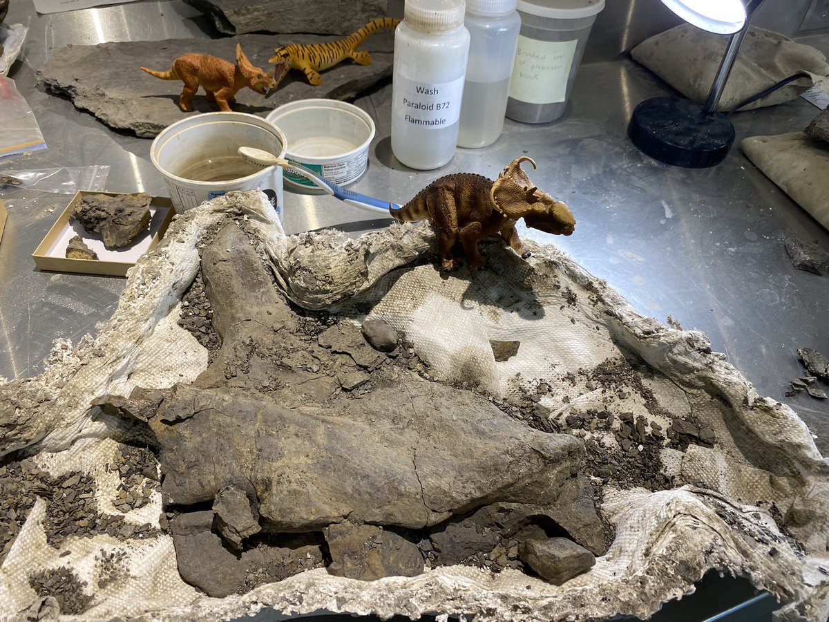 thereal_jsweder's tweet photo. A new prep project is this awesome #pachyrhinosaurus maxilla collected this summer by @EileenStraube @EL_Bamforth @Pieceofasaurus and @Crocodile_KT, it’s looking great so far! And some @SafariLtd models watching me while I work. #fossilfriday https://t.co/4sa9SCrWSI