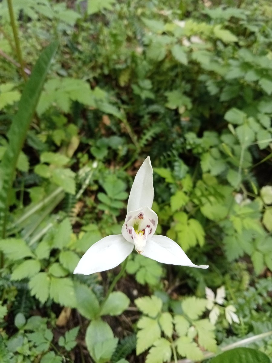 2plants1botany's tweet photo. When you approach this species it starts barking... That's right, Codonorchis lessonii, the dog orchid, unfortunately not known for barking, but a beautiful orchid native to the Patagonian forests. A solitary plant, I don't think it gets along with the other dogs. https://t.co/w8HJ22cAIs