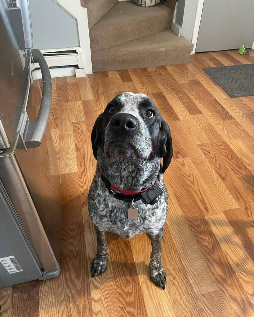 TheKingston2113's tweet photo. Happy birthday to this little guy!!! Stream at 6:30pm early stream tonight so o can make it out for a buddies birthday #kingston2113 #gamer #osrs #osrsmobile #osrs2007 #osrs07 #gaming #twitch #twitchaffiliate #twitchstreamer #twitchtv https://t.co/A0ZRxVWwUA