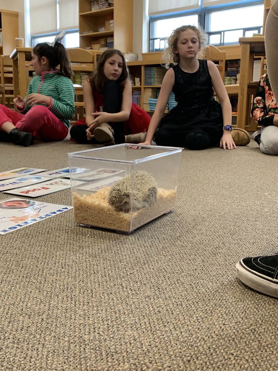 MissKinneyOAK's tweet photo. We also had a WILD time learning about Animal Adaptations with a visit from @RWPZoo! We got to see how Luna the Hedgehog has special adaptations to keep her safe in the African Savannah and even got to pet two lizards from 2 very different habitats! #oakstreetstories https://t.co/4dDV0w0Gt8