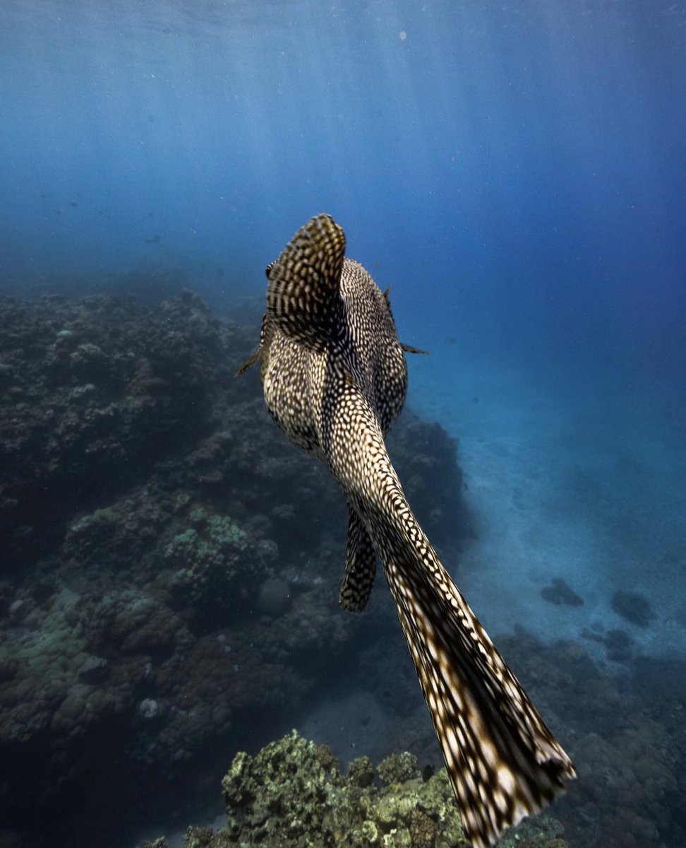 Project Blu tweet media