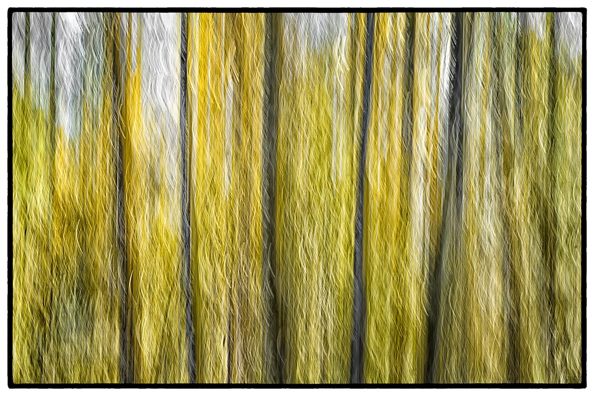 Sam_Alexandra23's tweet photo. @VisualsbySauter #Woodland #InCameraMotion (ICM) #photography https://t.co/ocvtfGza9M