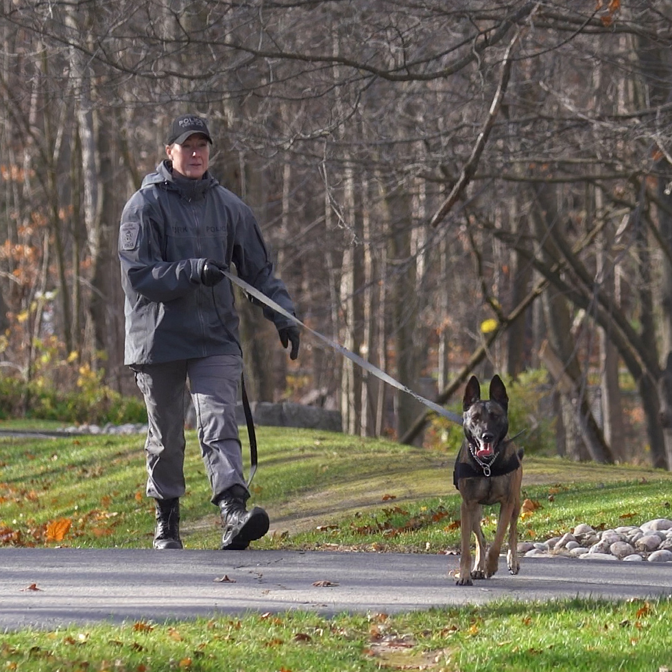 YRP's tweet photo. As our first female police service dog, you could say Molly pawed through the glass ceiling.

And she didn't waste any time making her mark. With handler Mandy Bambrough, Molly successfully tracked 3 suspects after a car theft in King City.

Not bad for her first week on the job! https://t.co/jbaYT8bE7Y
