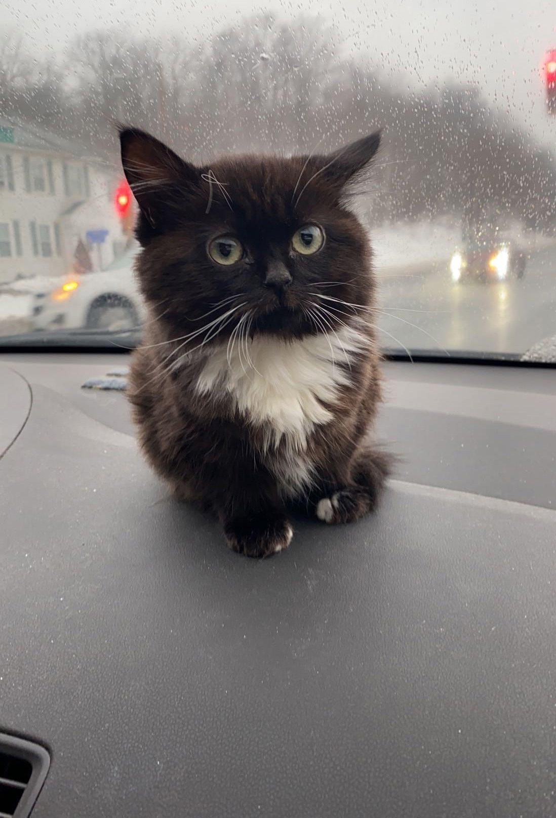 Котики на авто