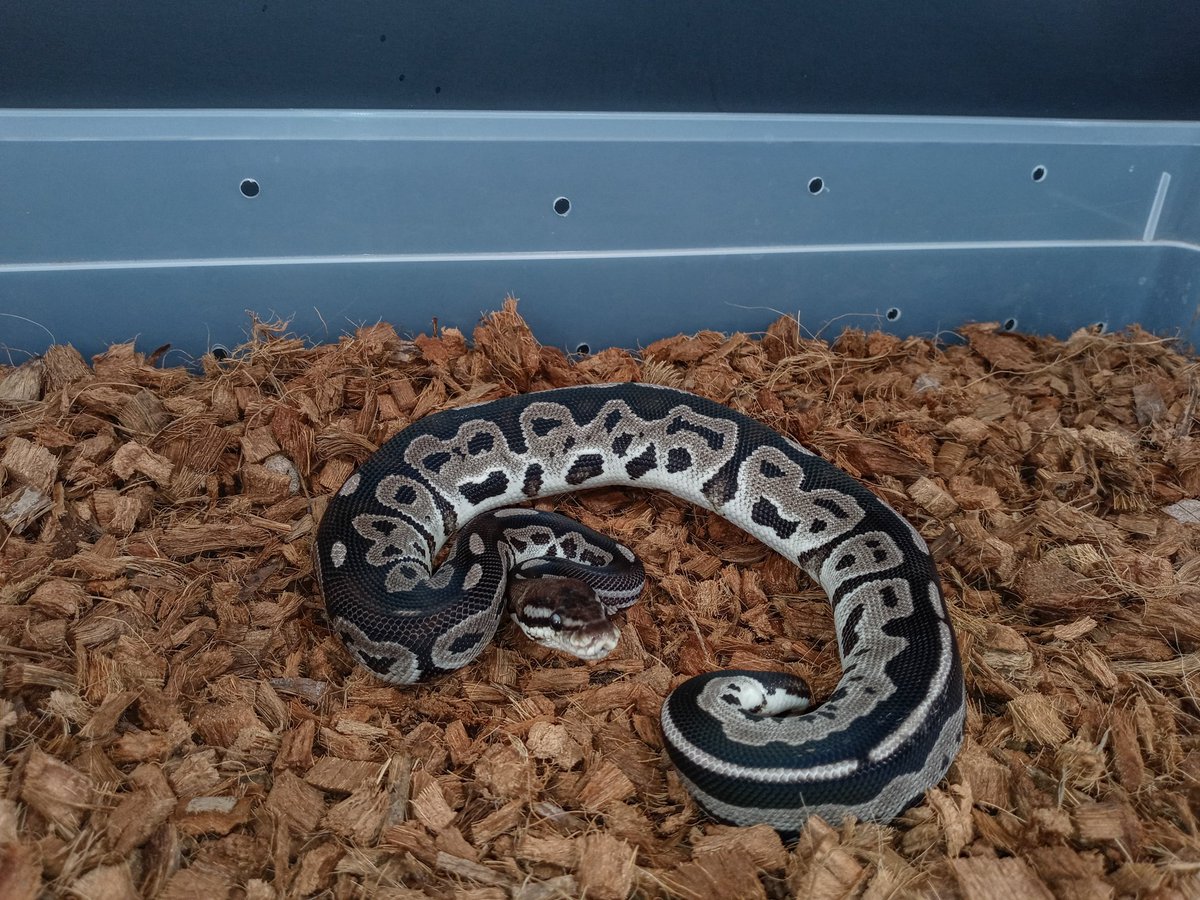 Check her out. She is a worlds first.
Vpi Axanthic Leopard Bongo