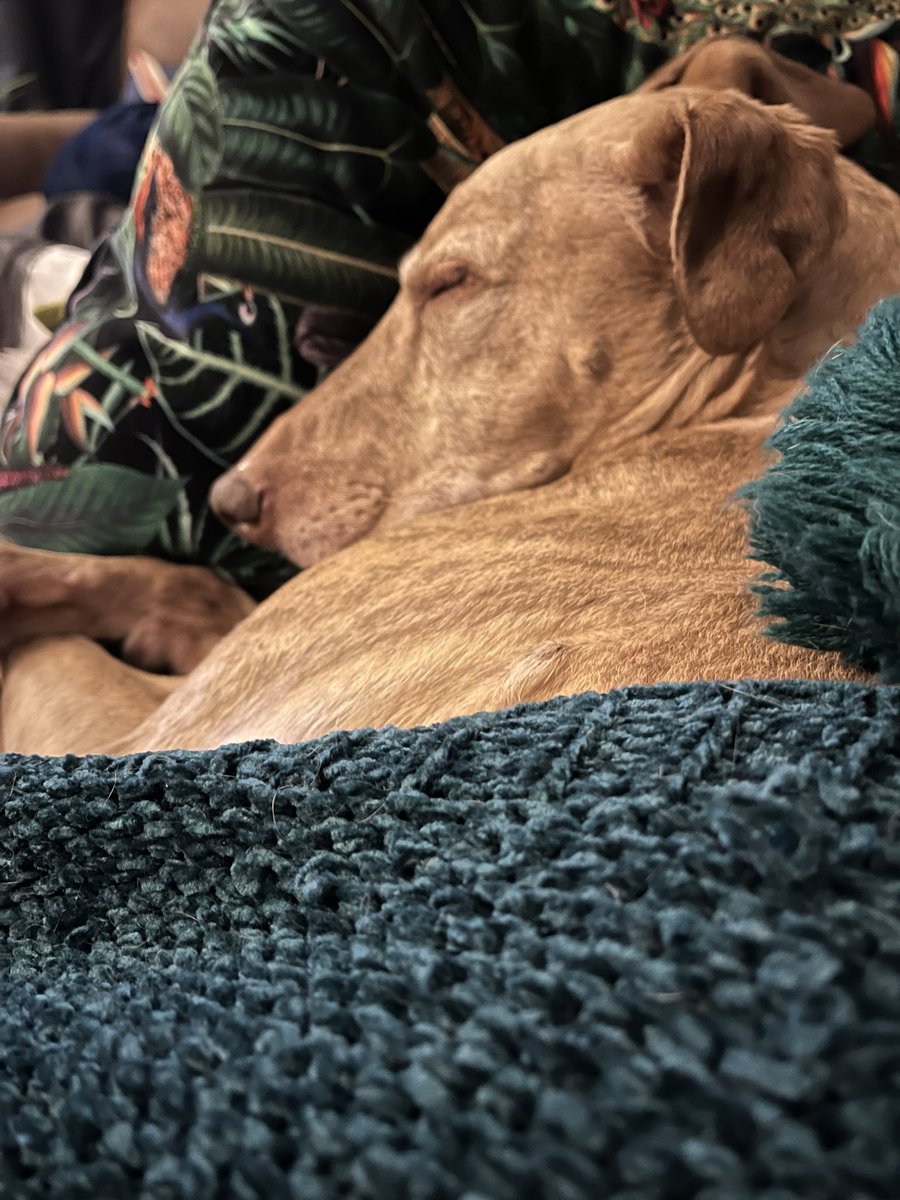 milliethefish's tweet image. Someone is enjoying their snuggles 🥰 #ramsey #lovehim #sofasnuggles #AdoptDontShop #houndsoftwitter #myboy