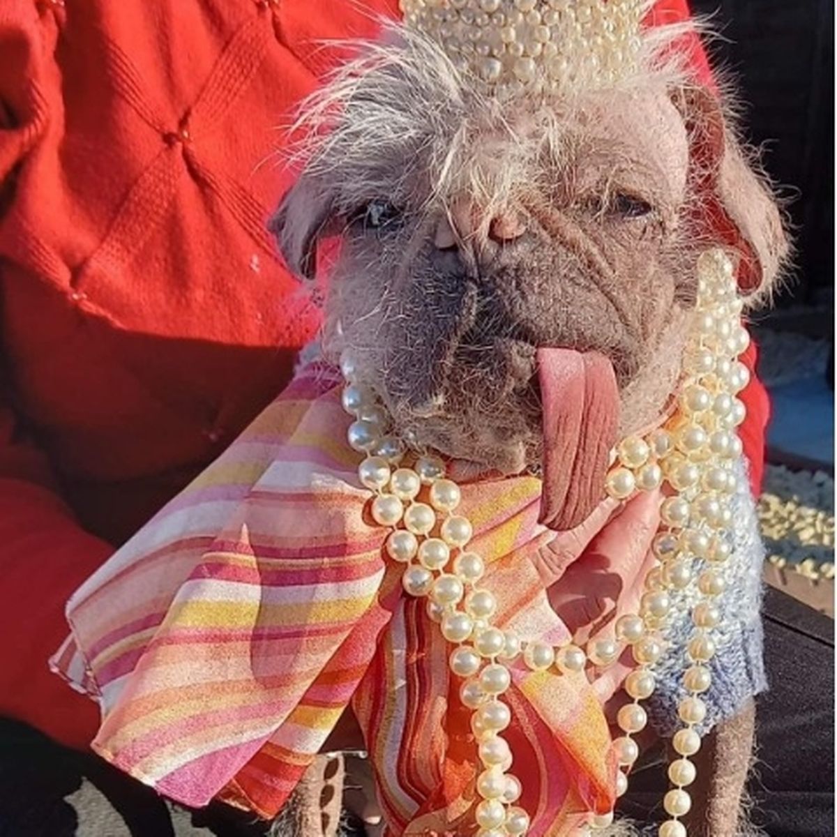 RT if you think Peggy is ADORABLE 💚.

Four-year-old Peggy who is believed to be half Pug, half Chinese Crested Dog has made it to the final seven dogs who are considered to be the “most hideous” in the country. 😡