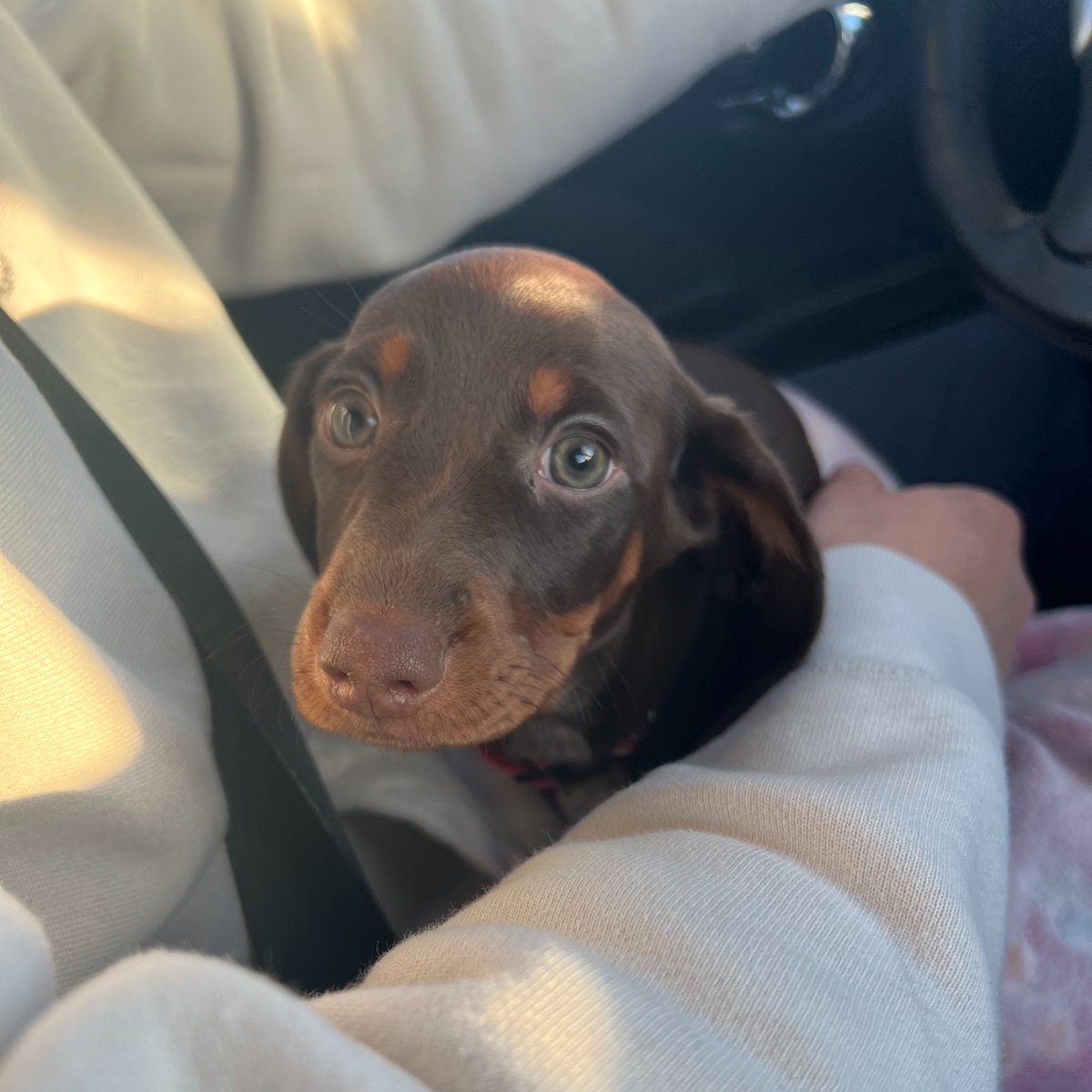 officialgooddog's tweet photo. Frankie, Miniature Dachshund, 📍Westminster, Colorado •
Frankie is a mini Doxie who loves snow days, the Philadelphia Eagles, and hanging out with her big sister, Butkus ❣️
#gooddogdogs https://t.co/zhcDsLYzX6
