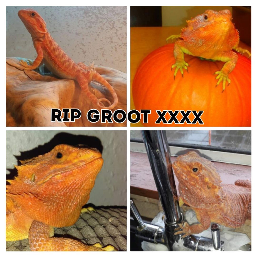 LeahyLynds's tweet photo. My bearded dragon Groot passed away suddenly tonight I'm devastated sick of bad things happening to me #beardeddragon #groot #ripgroot https://t.co/Dq7aBLRu5A