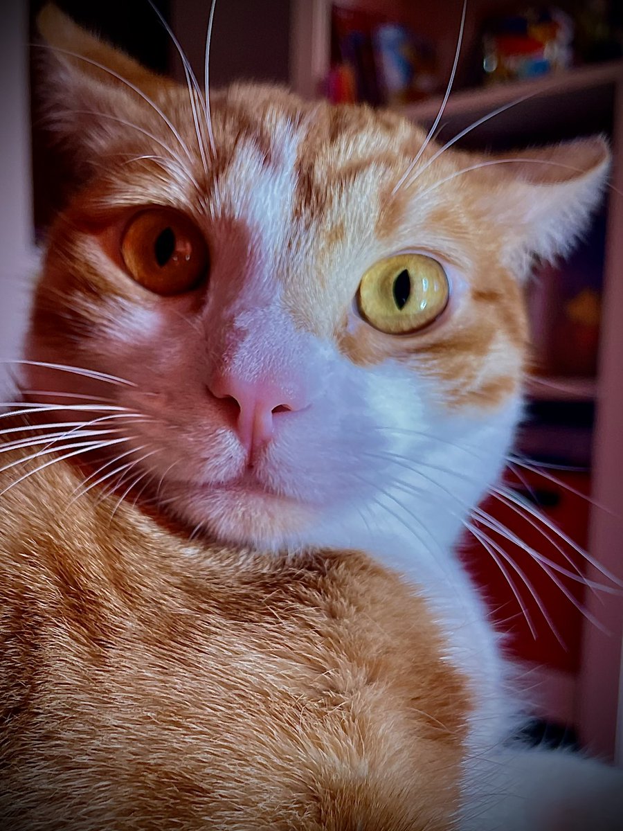 annalinng's tweet photo. @HistGatunas 😻 https://t.co/oQN0lDDYic