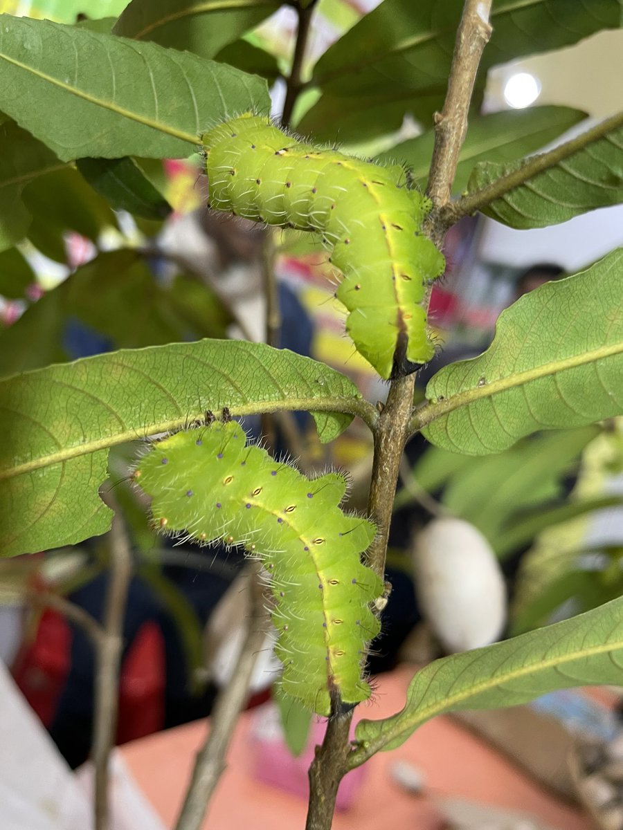 sunilverma_ias's tweet photo. Silk Expo by @UPGovt at पर्यटन भवन लखनऊ has live demo of #silk production. Kids can learn different lifecycles of butterfly/moth. Dont miss oppertunity 🙏🏻
Silk items #silkmarkcertified by Central Silk Board wait for your family.
#silk @CMOfficeUP @ChiefSecyUP @TOIIndiaNews https://t.co/RTTXnkC0oJ