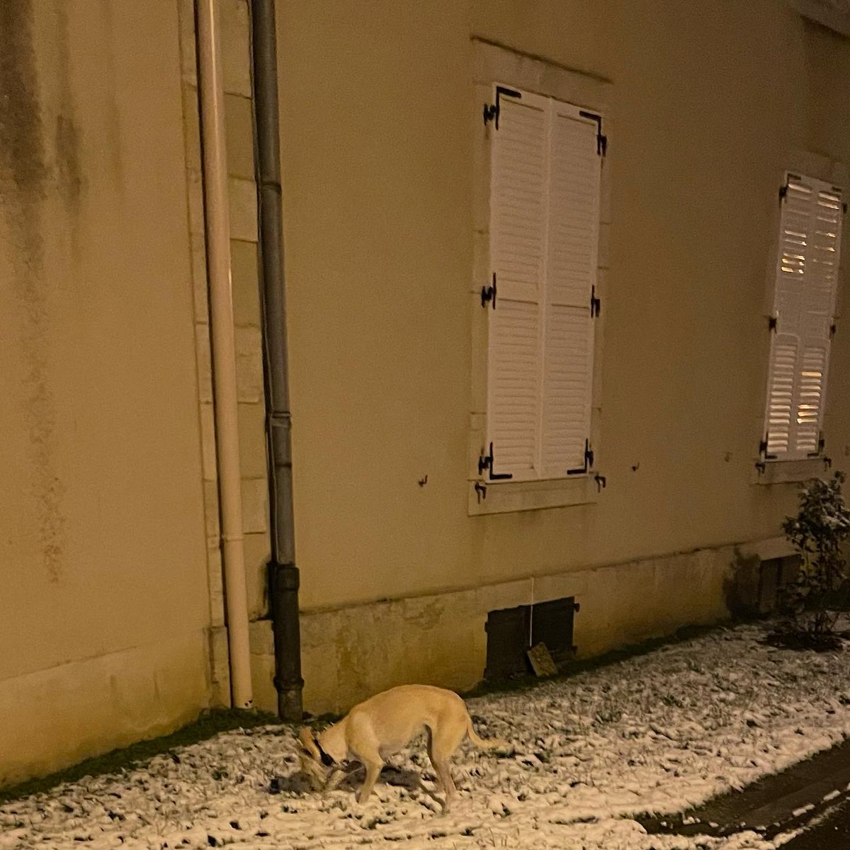 svEscales's tweet photo. Coconut dog meeting snow https://t.co/6LNmOcrPiJ