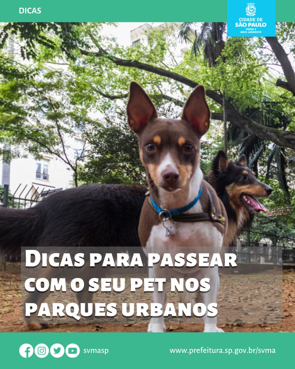 svmasp's tweet photo. Seu “doguinho” também precisa conhecer os parques urbanos municipais!
Trouxemos algumas dicas para vocês
(Segue o Fio🧶)
#svma #pets #parquessp #meioambiente #natureza https://t.co/mSSzNyEcFJ