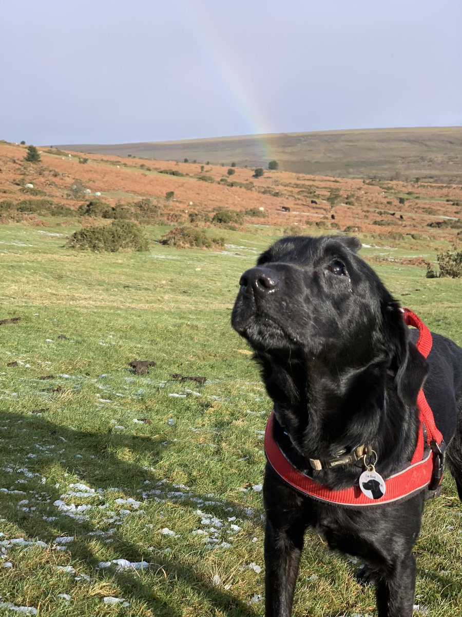 mo_rescue's tweet photo. Snow flakes and rainbows on the moor today โ๏ธ ๐ #coldpaws #dartmoor https://t.co/DLRLHtfVFq
