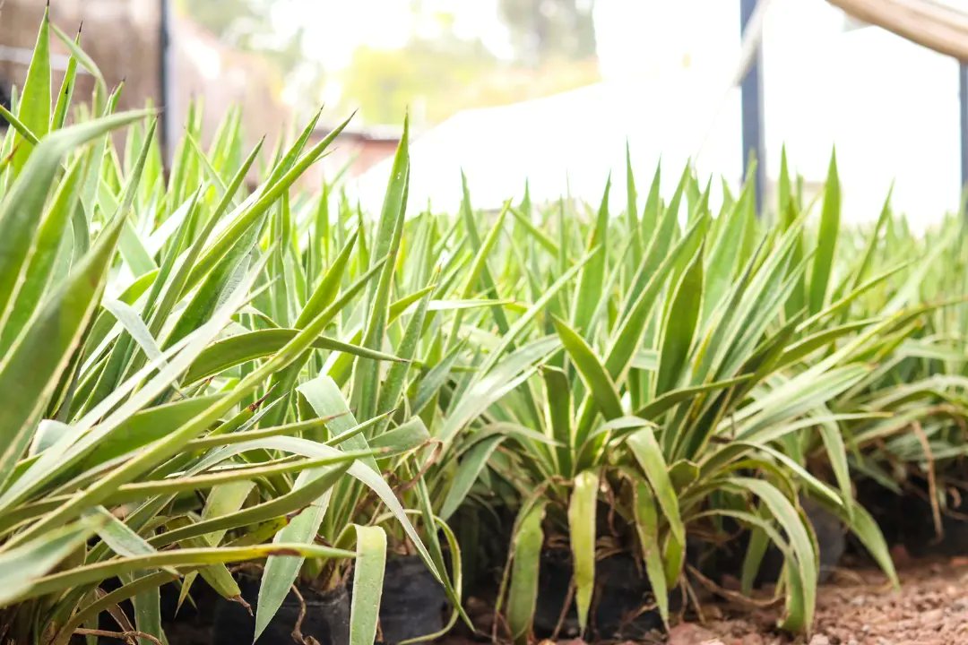 ¿Sabías qué? 🤔 En la casa de las familias contamos con nuestro propio vivero, ahí producimos nuestras propias plantas que remplazan aquellas que han sido dañadas o que cumplieron su ciclo vital. 🌿 Ven, disfruta y cuida nuestras áreas verdes. 🌳