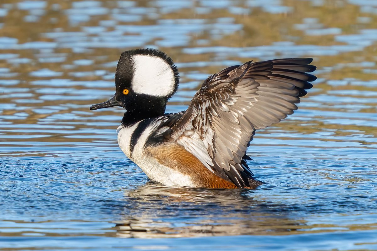 For too long I have struggled with the force field around Hooded Mergansers that prevents me from getting in focus shots. But no longer!