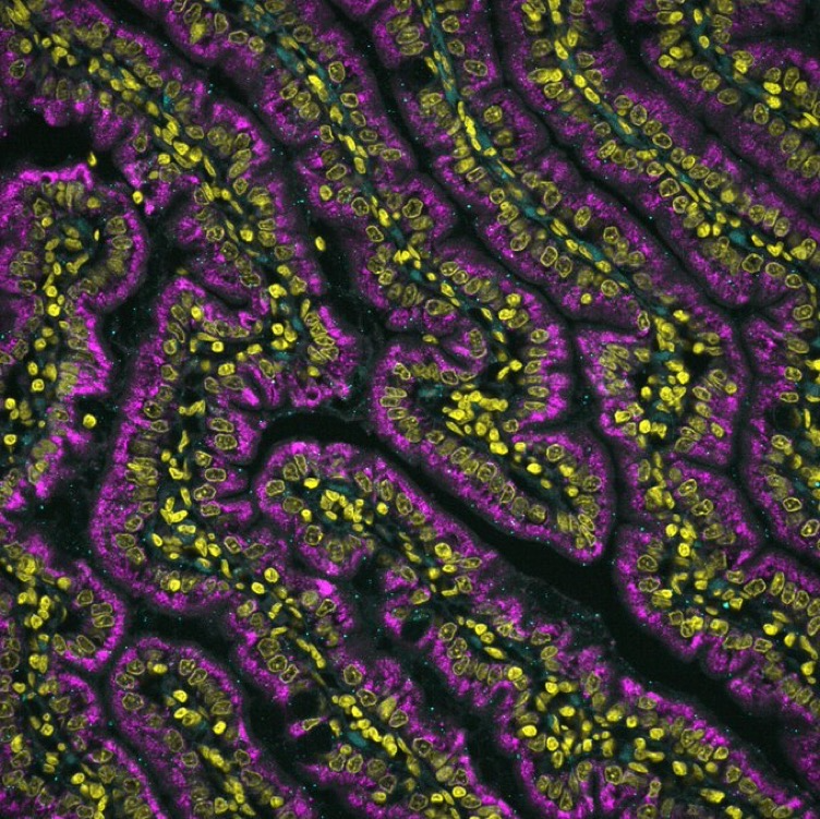 Molecular Instruments tweet media