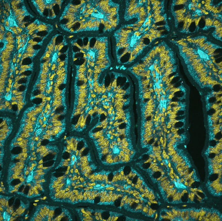Molecular Instruments tweet media