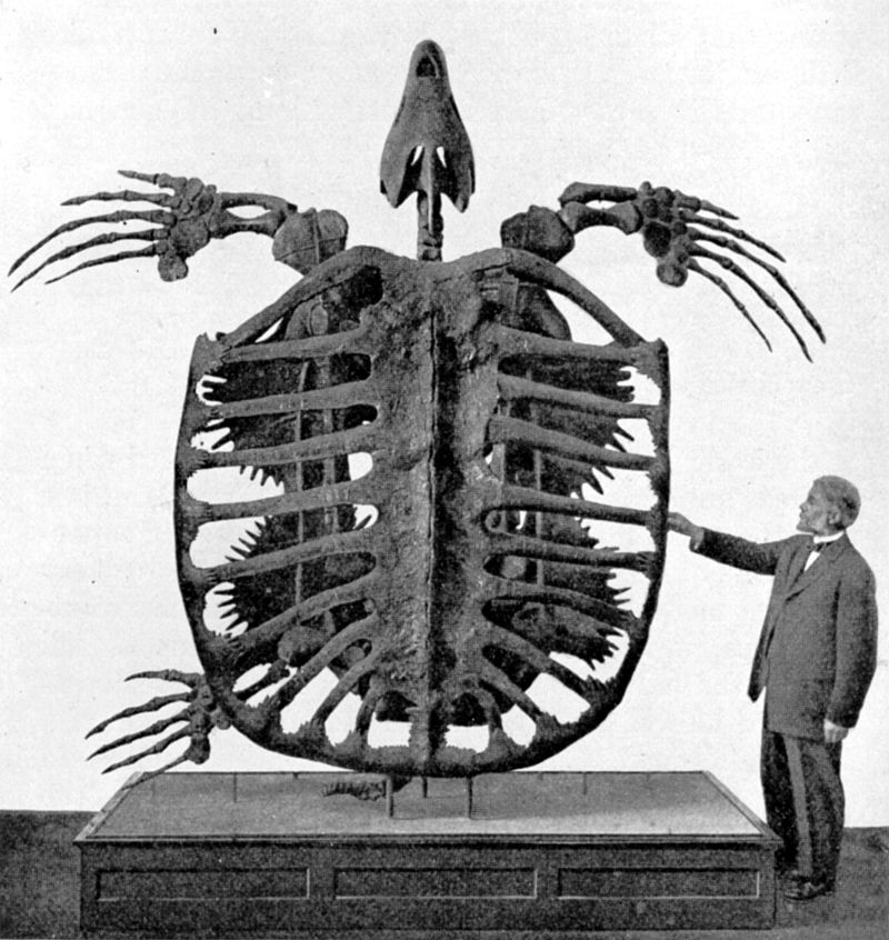 Archelon ischyros is an extinct sea turtle from the Cretaceous. 15 feet (4.6 m) from head to tail, and weighing ~3 tons, it's the largest documented sea turtle. Do I want to see us bring it back from extinction so I can strap a saddle on it & ride across the ocean? Naturally.