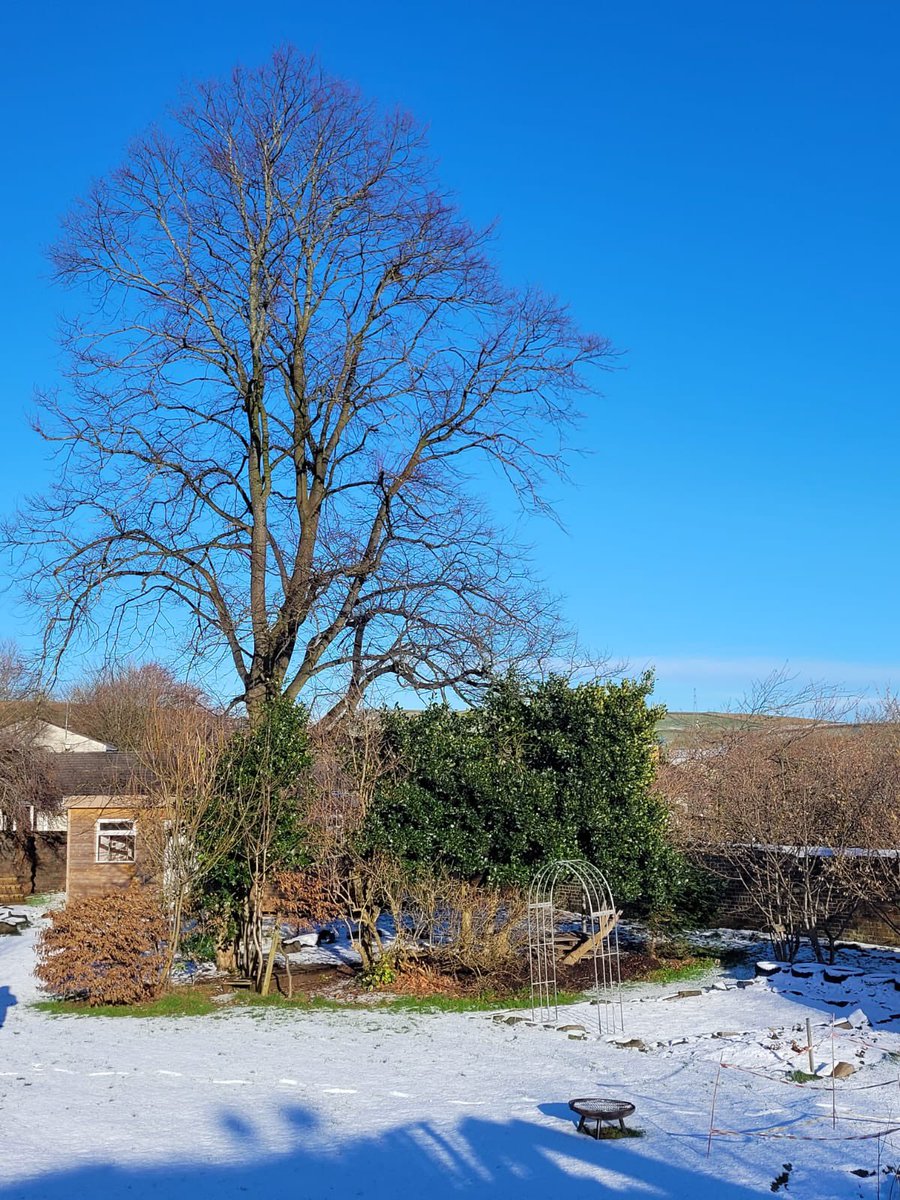 PollinatorsPark's tweet photo. Our @OutbackGardenHX looking beautiful in the winter sunshine 💚 https://t.co/kWGKjeh6VI