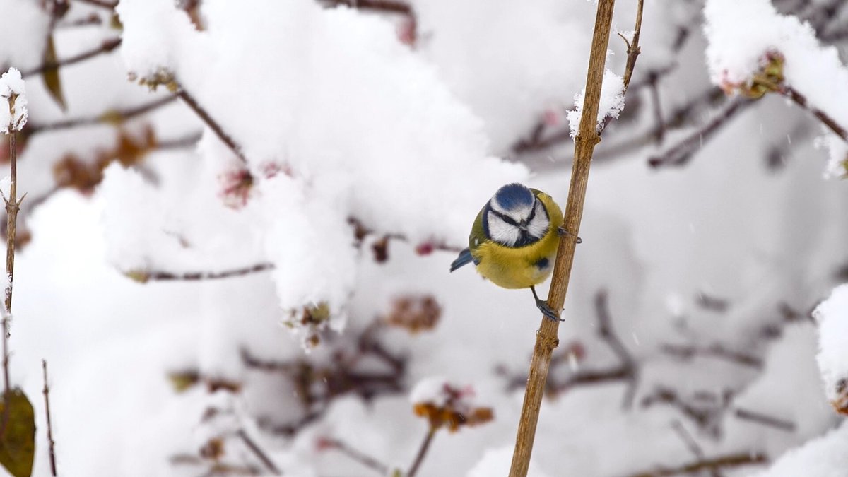 PhilipEdwards_'s tweet photo. You can catch a short piece I shot in the beautiful snowy weather here in the Cotswolds, tonight on BBC #Winterwatch at 8pm on BBC Two and BBC iPlayer! 

@BBCSpringwatch https://t.co/IcCv56kJux