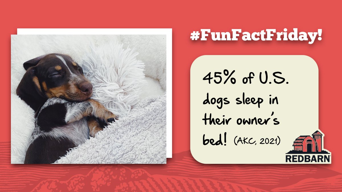 redbarninc's tweet photo. Gotta love doggy snuggles! Do you let your pup sleep in your bed? #FunFactFriday #Dogs https://t.co/kuoY9nl7Ct