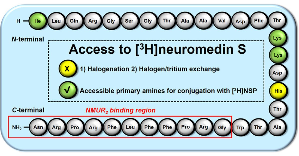 ACS_Omega's tweet photo. ▶️ #Tritium Labeling of Neuromedin S by Conjugation with [3H]N-Succinimidyl Propionate

👥 Martin R. Edelmann, Johannes Erny, Wolfgang Guba, and Markus Hierl

Read now #openaccess 👉 https://t.co/qtN6siEjzh

@PharmUnivBath @Roche #Radiolabeling https://t.co/qTuuGU8OpE