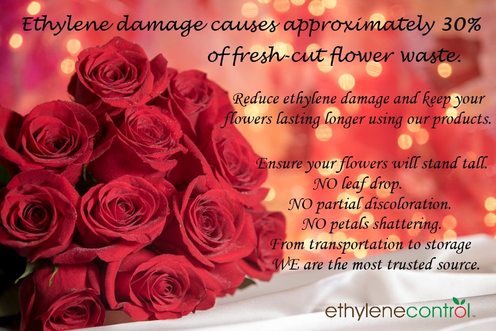 EthyleneControl's tweet image. Valentine's day coming up, we want to remind all florists that we are here to help. Hauls of flowers are here with more coming in, &amp;amp; using our products Insure your flowers, keeping them around longer. Let’s talk about reducing waste &amp;amp; protecting your investments all year around.