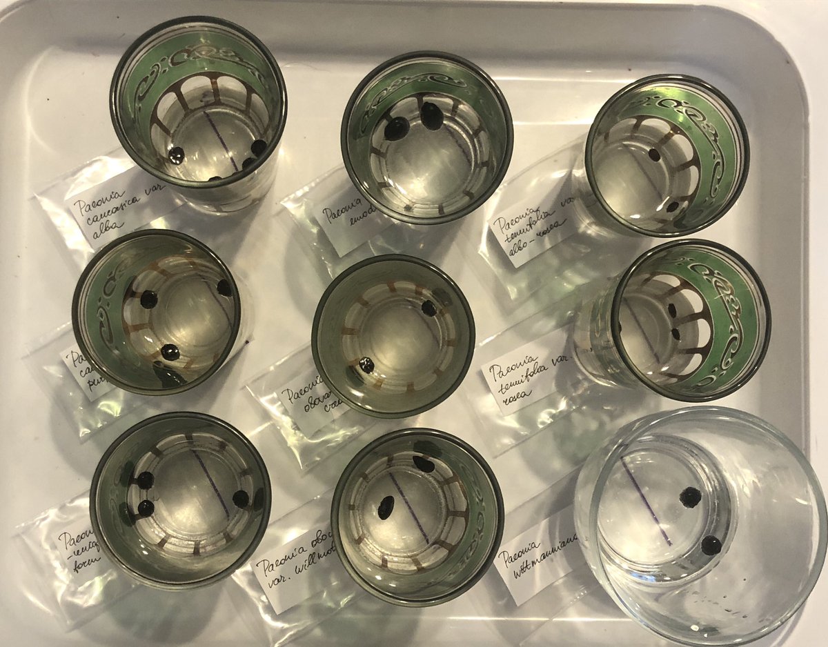 #Puutarhahommia. Pioninsiemenet liotuksessa ennen kylvöä. 9 erilaista luonnonlajia toiveissa.