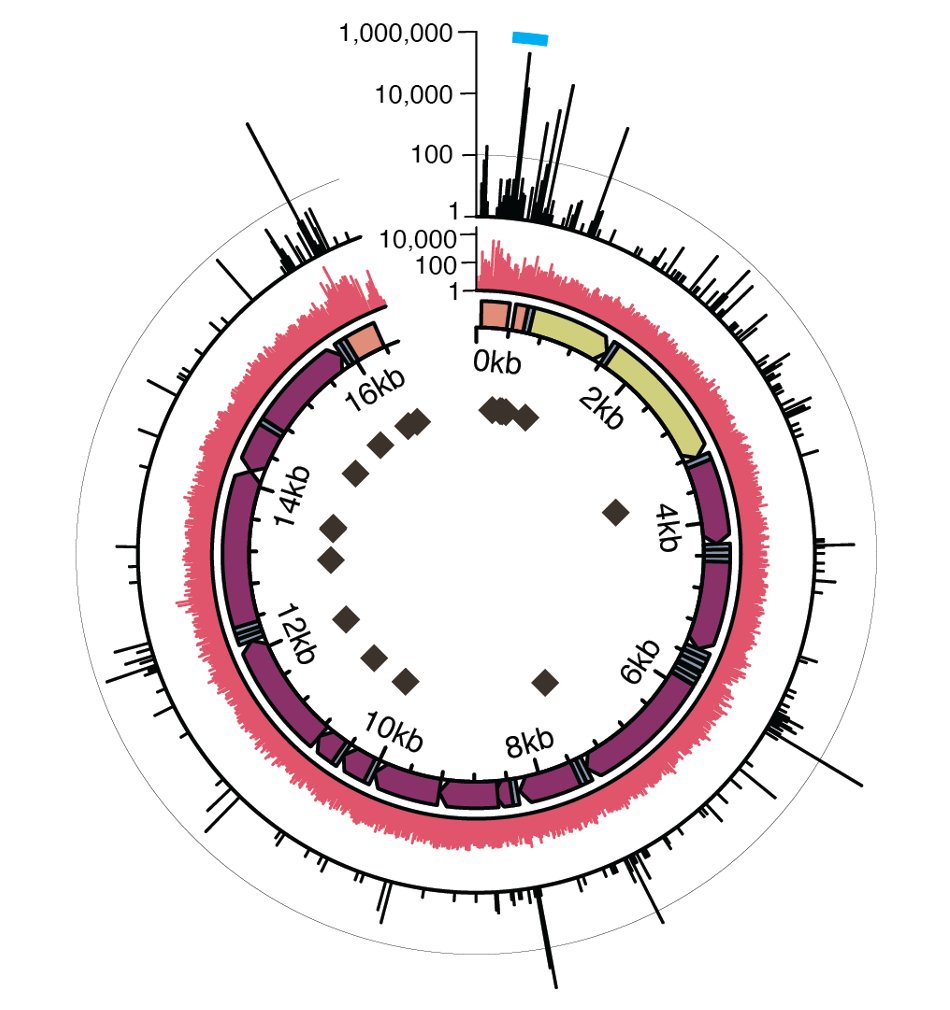 Mitochondrial DNA mutations can lead to rare disease and accrue with age. But how does nuclear genome variation influence mtDNA variation? Here in >250k people, we find that nuclear variants can impact variation in the levels of mtDNA mutations. (1/5) medrxiv.org/content/10.110…