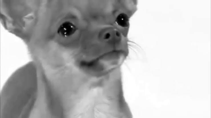 Nada me abala!
"Seu investidor de Americanas"