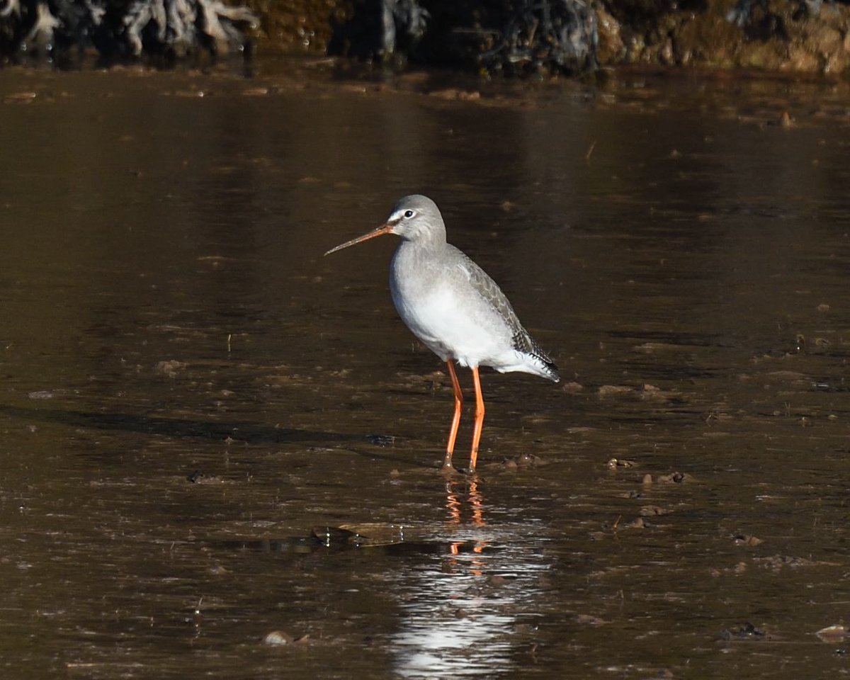 JoKingDevon's tweet photo. Perfect conditions for @stuartlineexm cruise today Visitors enjoyed great views of 3 #EiderDucks off #DawlishWarren, 2 immature #Spoonbills near River Clyst and #SpottedRedshank at #Topsham. Mirror-like waters at top of estuary in the winter sun, the #ExeEstuary at its best https://t.co/FLC7BLGhtw