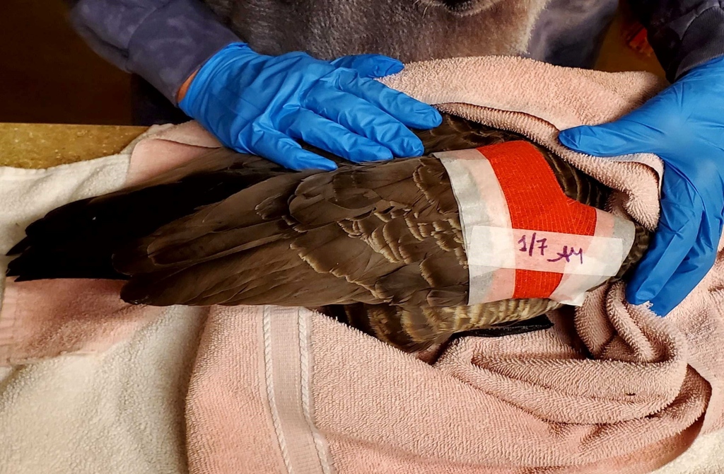 Greenwood_CO's tweet photo. Story of a #CacklingGoose:

Before: Fractured wing. Negative for #AvianFlu. Swollen tissue. Confirmed shot. Wrapped radius. 

After: Healed bones. Safe, comfortable space. Mirrors the flock. Soon to wobble into the wild. 

#PatientOfTheWeek https://t.co/1tlOFyFI1V