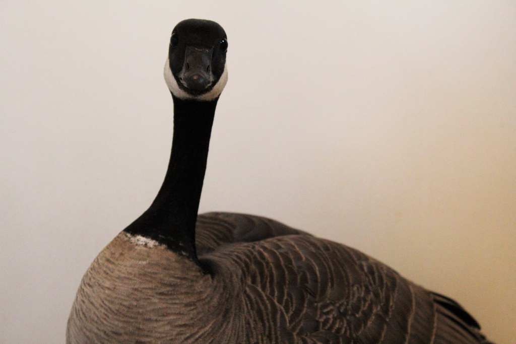 Greenwood_CO's tweet photo. Story of a #CacklingGoose:

Before: Fractured wing. Negative for #AvianFlu. Swollen tissue. Confirmed shot. Wrapped radius. 

After: Healed bones. Safe, comfortable space. Mirrors the flock. Soon to wobble into the wild. 

#PatientOfTheWeek https://t.co/1tlOFyFI1V