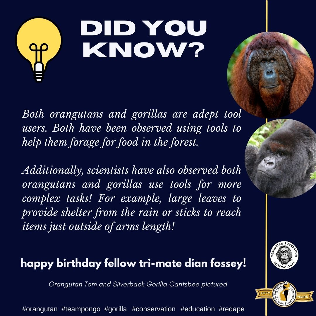 OFIOrangutan's tweet photo. Take a look! #Orangutans and #gorillas are handy with tools. In the wild, orangutans and gorillas use tools - from sticks, rocks, and leaves to forage and problem-solve their challenges! #TeamPongo #TeamGorilla #conservation #redape #Enangered #DYK

https://t.co/s7WtIV8nth https://t.co/gjAabGkW4W