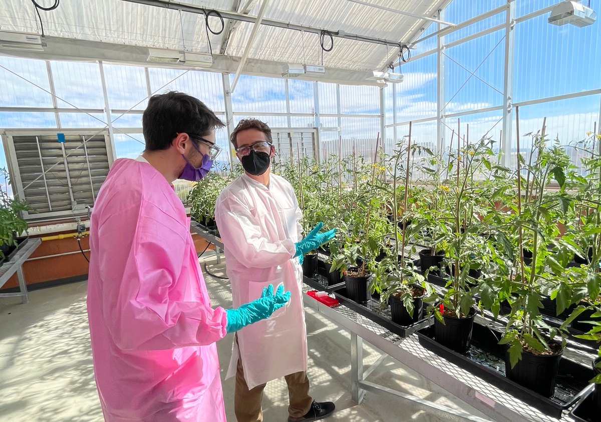 We've been hard at work setting up a greenhouse trial. Look at all that gorgeous green! 😍🌱

#plants #science #plantScience #research #biotech #biotechnology