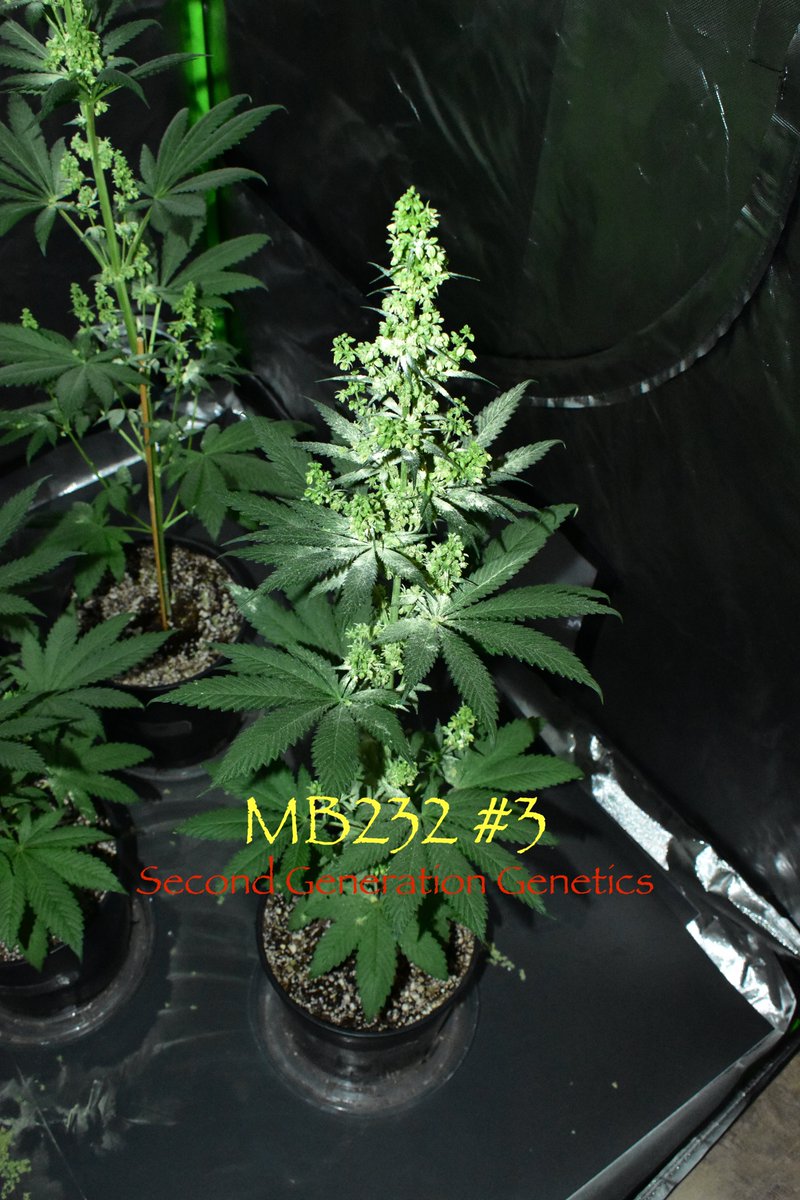DCSeedExchange's tweet photo. DROPPING GROUNDHOG DAY ON FEBRUARY 2ND, 2023 AT 4:20 PM EASTERN!
Jd Short #secondgenerationgenetics is happy to announce the second-ever #pollen drop from Second Generation Genetics, “MB232” an F1 combination of the clone-only Master Kush and F4 Blueberry! #pollendrop #jdshort https://t.co/rGZmtHR15W