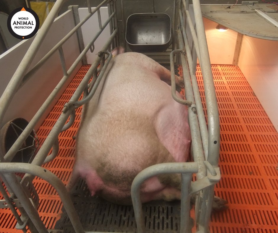 World Animal Protection CA on Twitter: World Animal Protection CA on Twitter: